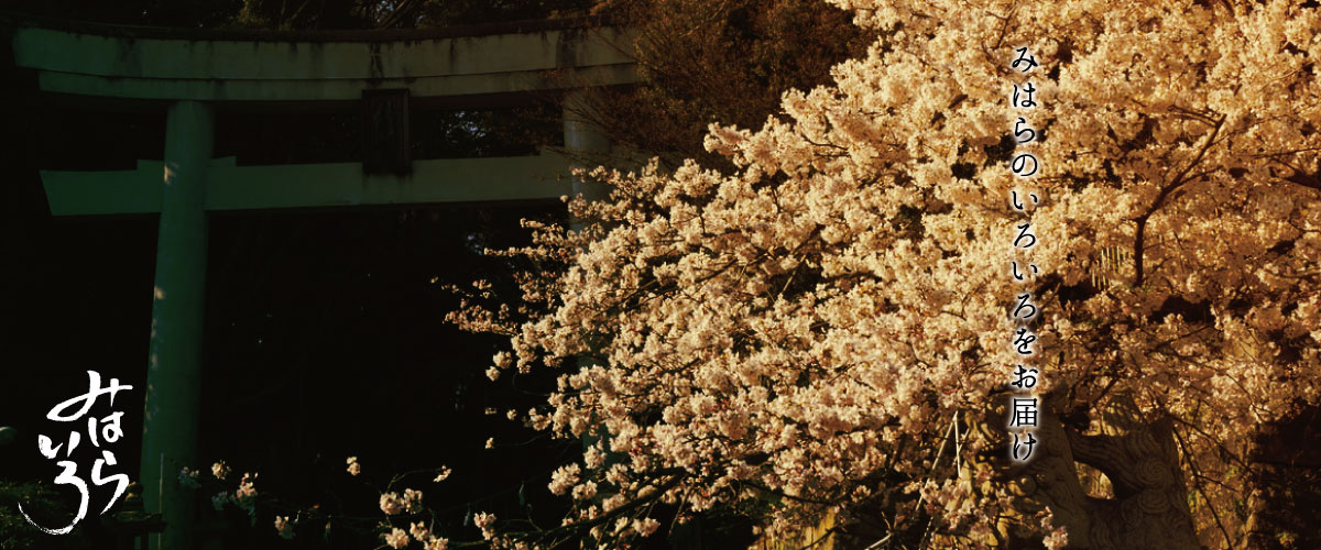 三原八幡宮の桜